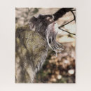 Search for monkey puzzles Cute