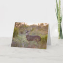 Search for grassland cards Animal