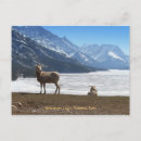 Search for bighorn sheep postcards Animals