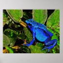 Search for dendrobates posters Poison
