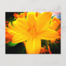 Search for day lily postcards Lilies