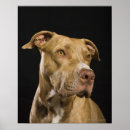 Search for pit bull terrier posters Pets