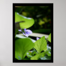 Search for secrets photography Flower