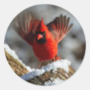 Search for northern red cardinals stickers Snow