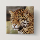 Search for jaguars badges Wild cat