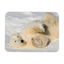 Search for hudson magnets Bear