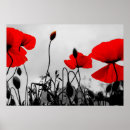Search for remembrance day poppy posters Nature