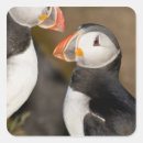 Search for atlantic puffin stickers Wildlife
