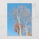 Search for bare tree postcards Trees