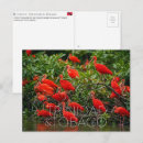 Search for sanctuary postcards Birds