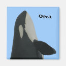 Search for orca magnets Wildlife