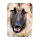 Search for gsd magnets Alsatian