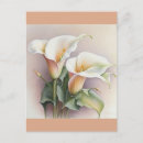 Search for calla postcards Nature