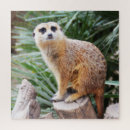 Search for meerkat puzzles Cute