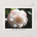Search for pale pink postcards Flower