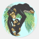 Search for chimp monkey stickers Ape