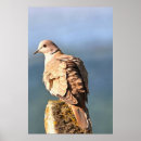 Search for doves posters Collared dove