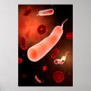 Search for gram posters Gram negative bacteria