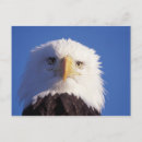Search for steve kazlowski postcards Predator