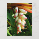 Search for natural order postcards Botanical