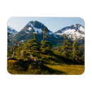 Search for evergreen magnets Tree