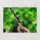 Search for dragonfly photography Animal
