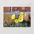Search for primrose postcards Nature