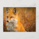 Search for weeds horizontal postcards Nature