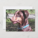 Search for pinscher postcards Dobie