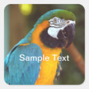 Search for parrot party stickers Rainforest