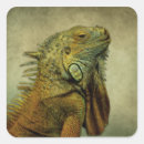 Search for green iguana stickers Pet