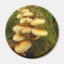 Search for fungus magnets Fungi
