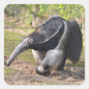 Search for anteater stickers Mammal
