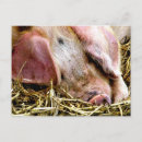 Search for farm pig postcards Pigs