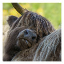 Search for highland cow art Horns