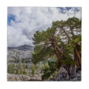 Search for evergreen tree tiles Blue
