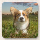 Search for yard coasters Pet