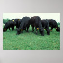 Search for angus posters Farm