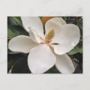 Search for magnolia postcards White