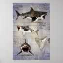 Search for megalodon posters Ocean