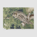 Search for birch trees tissue paper Bird