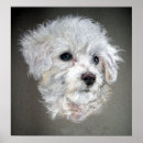 Search for bichon posters Frise