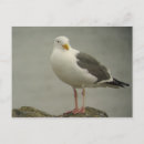 Search for gulls cards invites Ocean
