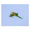 Search for monk parakeet Bird
