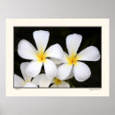 Search for frangipani posters Hawaii