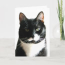Search for funny cat jokes cards Pet