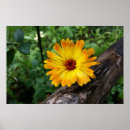 Search for marigold posters Summer