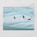 Search for penguin stamp cards Snow