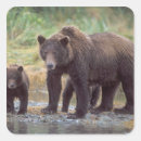 Search for grizzly bear stickers Carnivore