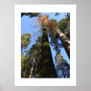 Search for tall posters Tree